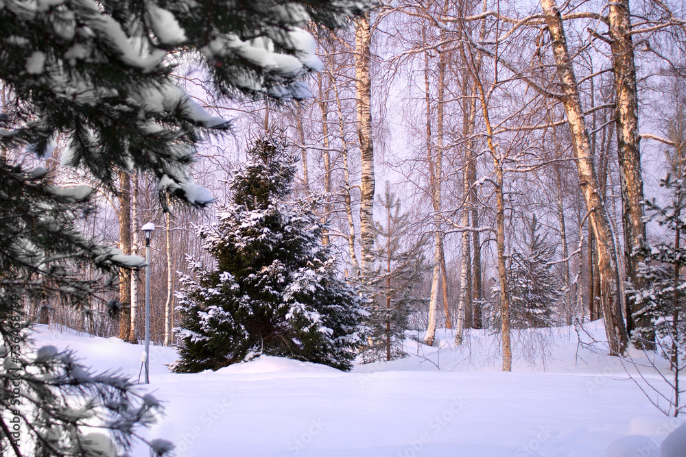 Obraz premium Winter frosty morning spruce in the snow on the edge of a birch forest