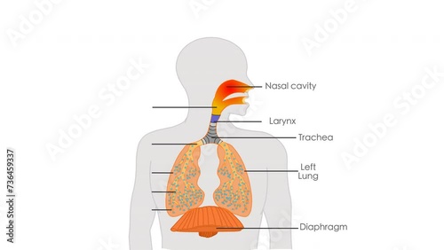 Respiratory system anatomy animation. Organs parts location, lungs, trachea, diaphragm, alveoli, larynx, bronchi illness. Respiration structure. Breathing in. Explanations section. Biology video photo