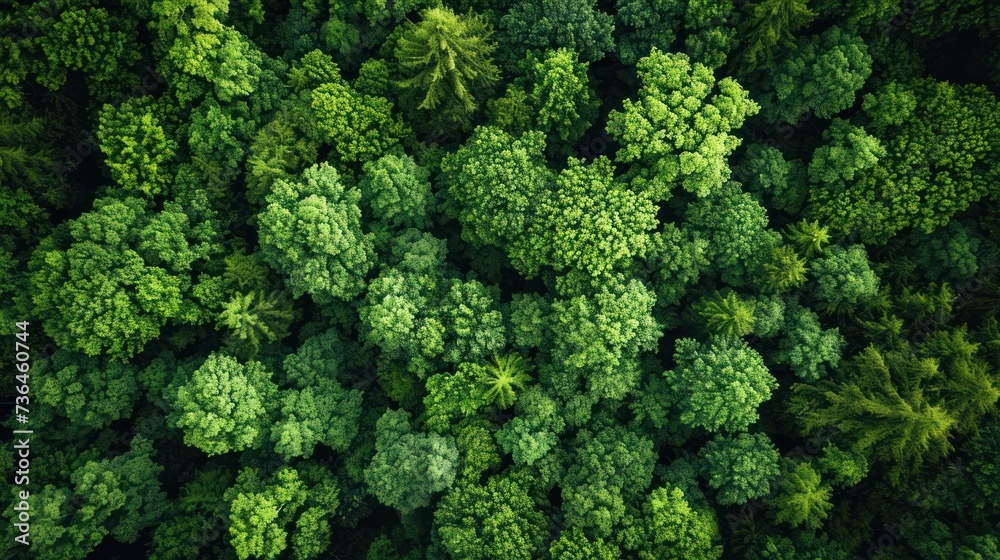 Verdant Canopy - Lush green treetops dominate the view in this tranquil forest aerial shot Verdant Canopy - Lush green treetops dominate the view in this tranquil forest aerial shot
