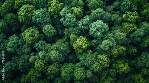 Verdant Canopy - Lush green treetops dominate the view in this tranquil forest aerial shot