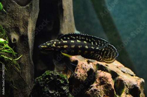 Fotografi Beautiful African fish