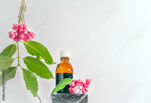 Medical medicine in a jar with herbs. Kopi space, warty euonymus, homeopathic berry useful for treatment, poisonous plant with red berries. Branch with berries. decorative tree