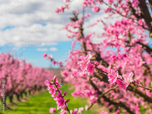 beautiful blooming peach trees in spring © Ancoay