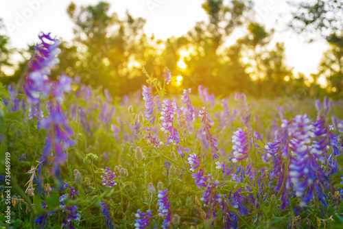 summer forest glade with wild flowers at the sunset