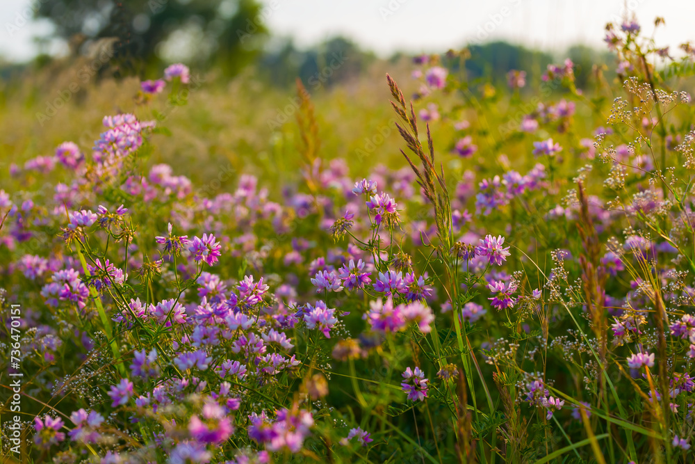 summer forest glade with wild flowers at the sunset