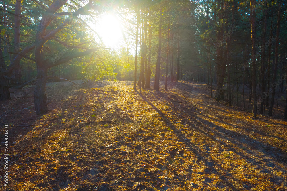 forest glade in light of sparkle sun forest glade in light of sparkle sun