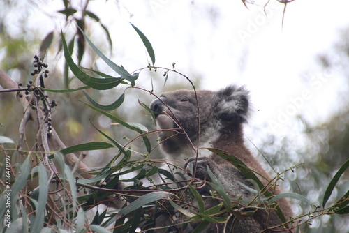 Photography Koala eating eucalyptus in a tree