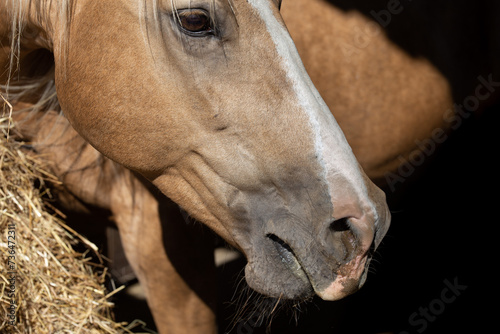 Horse has a runny nose, allergy to dust from hay in the stable ​