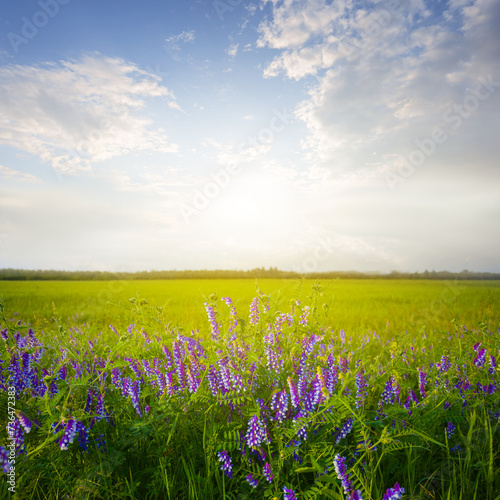 green summer prairie with wild flowers in light of sparkle sun