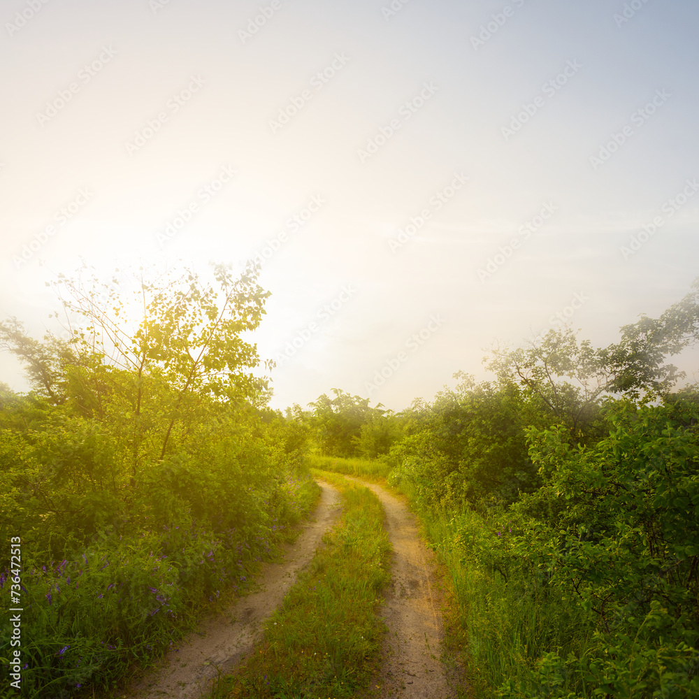 summer forest glade with ground road at the sunset summer forest glade with ground road at the sunset