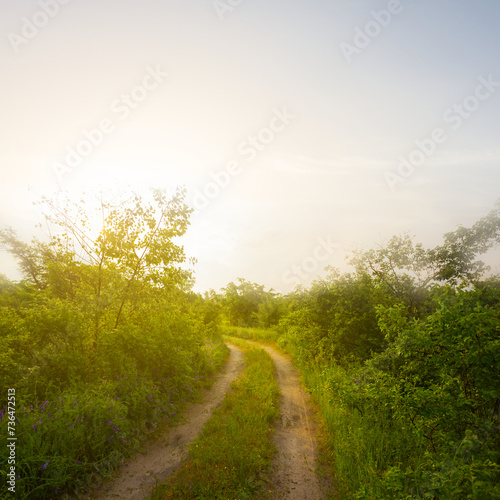 summer forest glade with ground road at the sunset