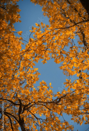 autumn trees in the forest