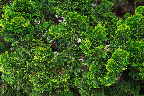 Obraz na płótnie fresh green tuja branches. Natural green background 
