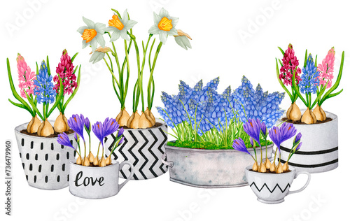 Composition of spring flowers in pots. Hyacinths  muscari  daffodils  crocuses. Watercolor botanical illustration. Birthday  Mother s Day  Women s Day. Design of packaging  cards  textiles  posters.