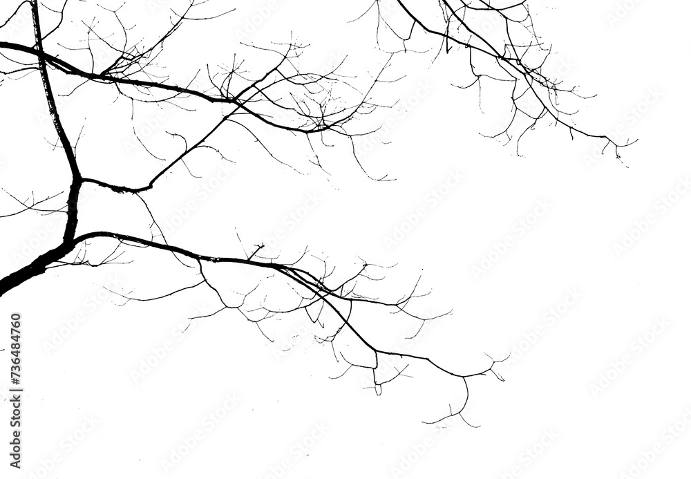 Obraz premium Filigree branches against white background in black and white, art