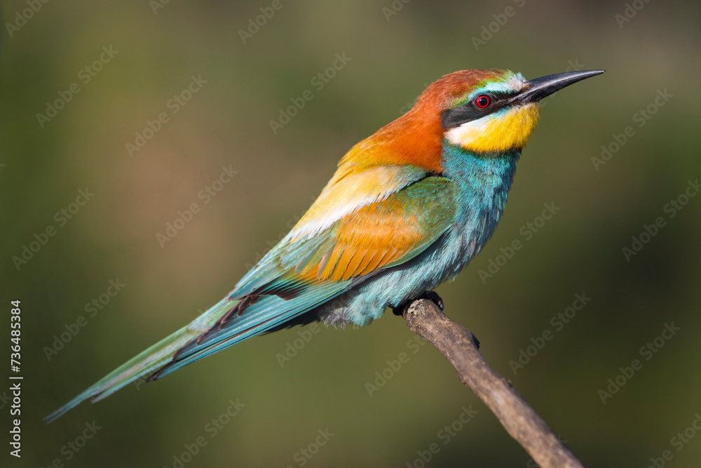 beautiful colorful bird, bee-eater sitting on a branch beautiful colorful bird, bee-eater sitting on a branch