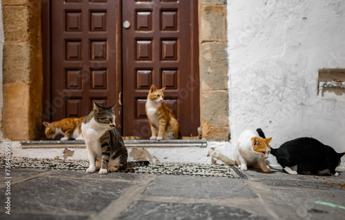 Photography Group of homeless cats in the city.