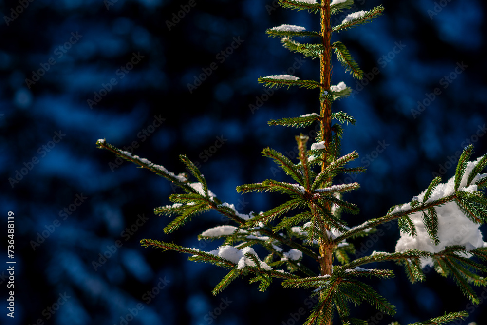 Part of a spruce trunk