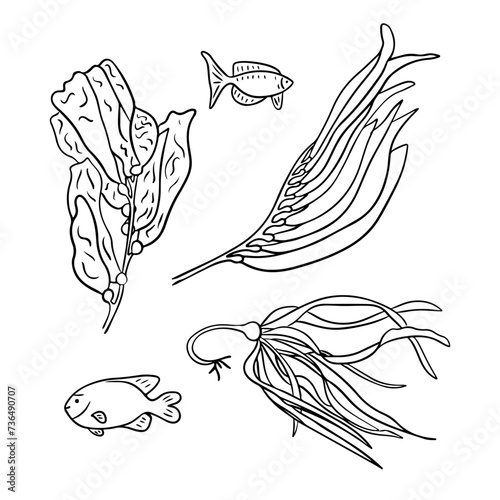 Outline hand drawn sketchy drawings of seaweeds and fish. Black sketchy outline plants on white background. Ideal for coloring pages, tattoo, pattern