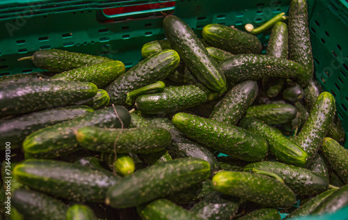 cucumbers in the supermarket