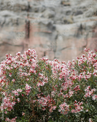 Kwitnący na różowo krzew na tle skały