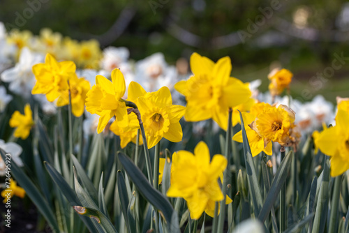 Beautiful narcissus flowers bloom in the spring garden. © Olga