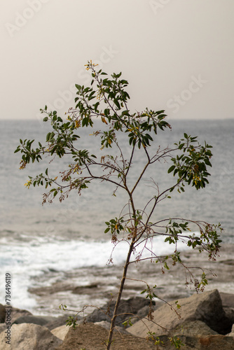 Młode drzewko na tle oceanu