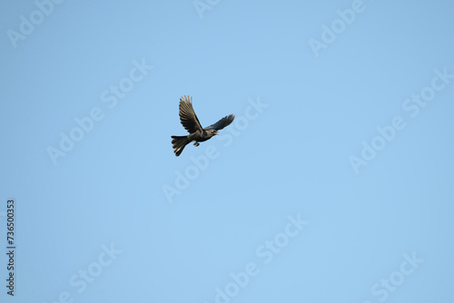 El zanate antillano, changa, o pichanga machango, chichinguaco, chinchilín, hachuela y mozambique, ​ es un especie de ave paseriforme de la familia Icteridae. photo