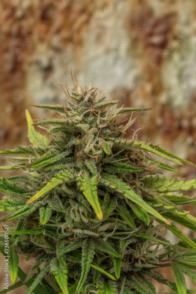 Critical hog variety of marijuana flower with rusty metal sheet Critical hog variety of marijuana flower with rusty metal sheet