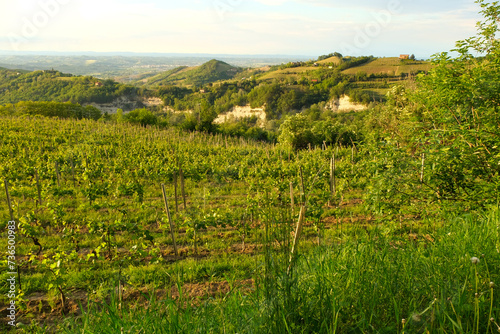 Fototapeta Naklejka Na Ścianę i Meble -  Vigneti sulle colline di Rocchetta Palafea in provincia di Asti, Piemonte, Italia.