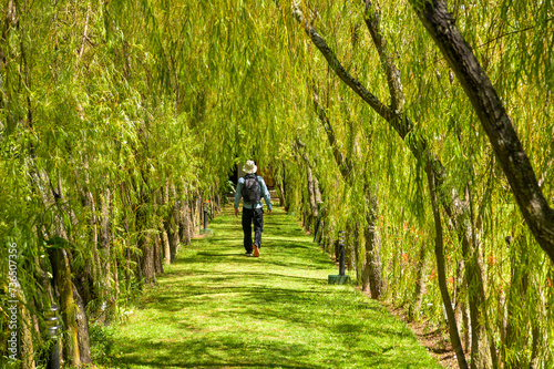 Caminante, tunel verde, naturaleza