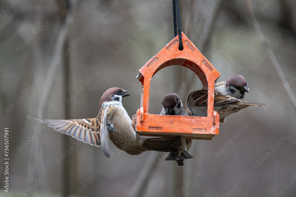 A flock of town sparrows feeding in a wooden feeder in a natural environment