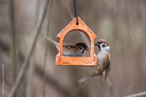 Obraz na płótnie A flock of town sparrows feeding in a wooden feeder in a natural environment w salonie
