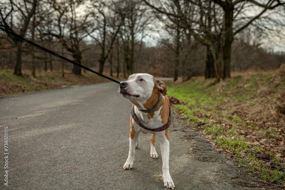 Pitbull dog with white head and orange ears