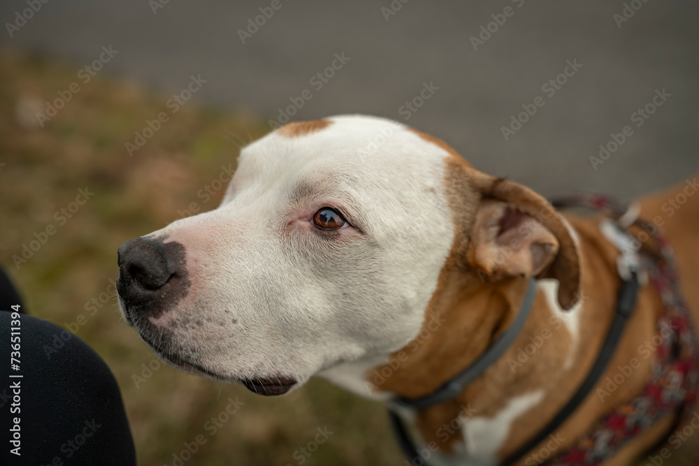 Pitbull dog with white head and orange ears