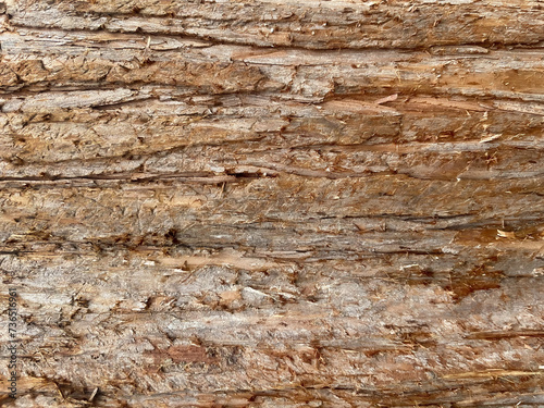 The texture of wood bark with long cracks. Bright brown colors of different sections. Can be a background and textured material