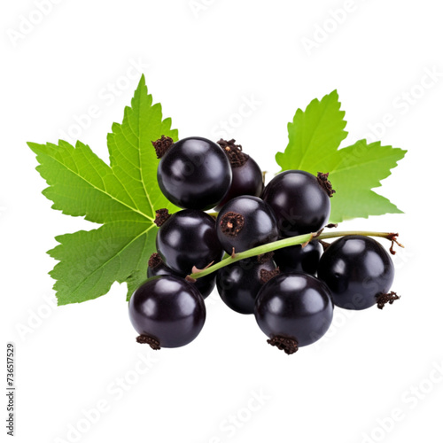 black currant isolated on white background. With clipping path.