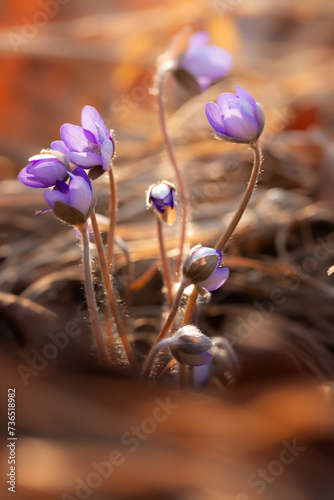 Fioletowe kwiaty, sezon wiosenny, leśne przylaszczki (Hepatica nobilis) 