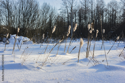 Cattail on a frozen swamp in February in central Russia