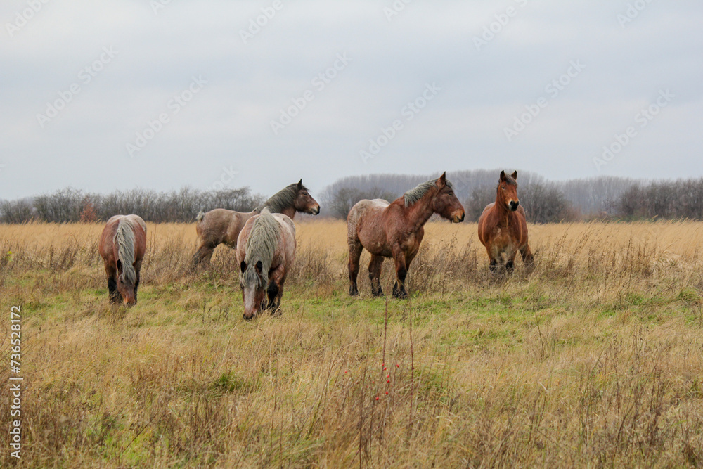 a group beautiful big horses is grazing in a meadow in winter a group beautiful big horses is grazing in a meadow in winter
