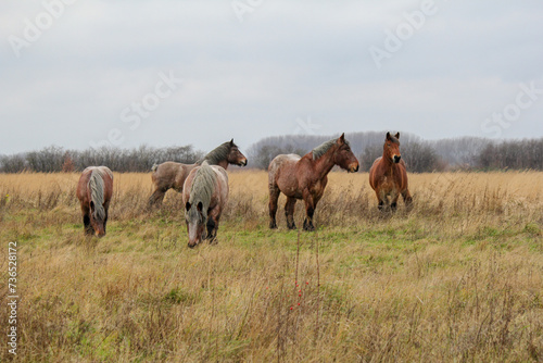a group beautiful big horses is grazing in a meadow in winter