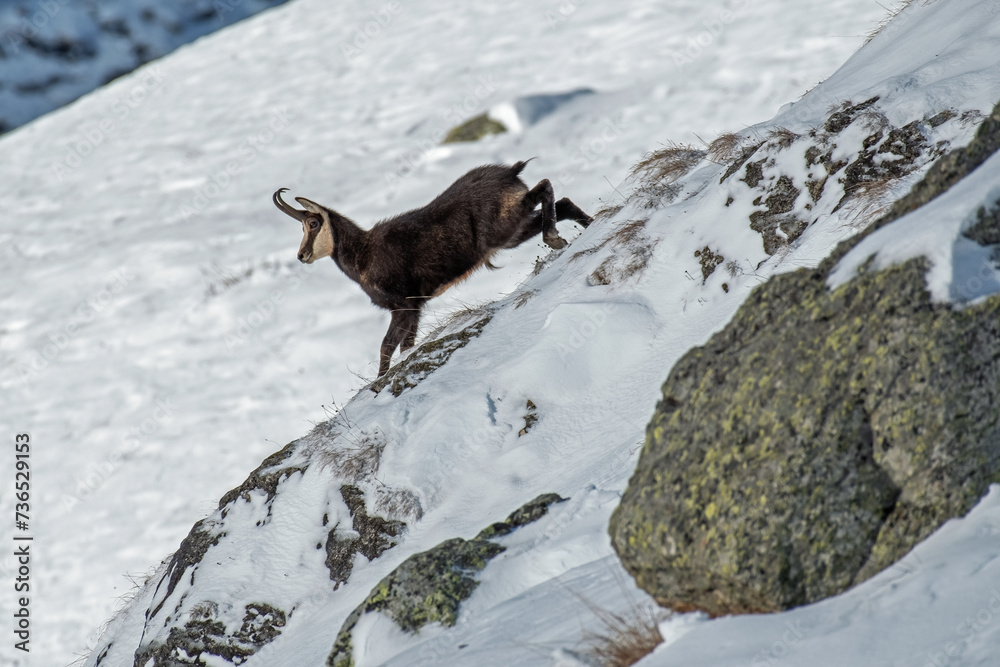 Alpine chamois (Rupicapra rupicapra), male, running at breakneck speed down a snowy slope, Italian Alps. January.