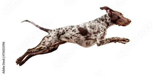 Dog German Kurzhaar jumps in the air, the dog runs and chases the prey, isolated on a transparent background