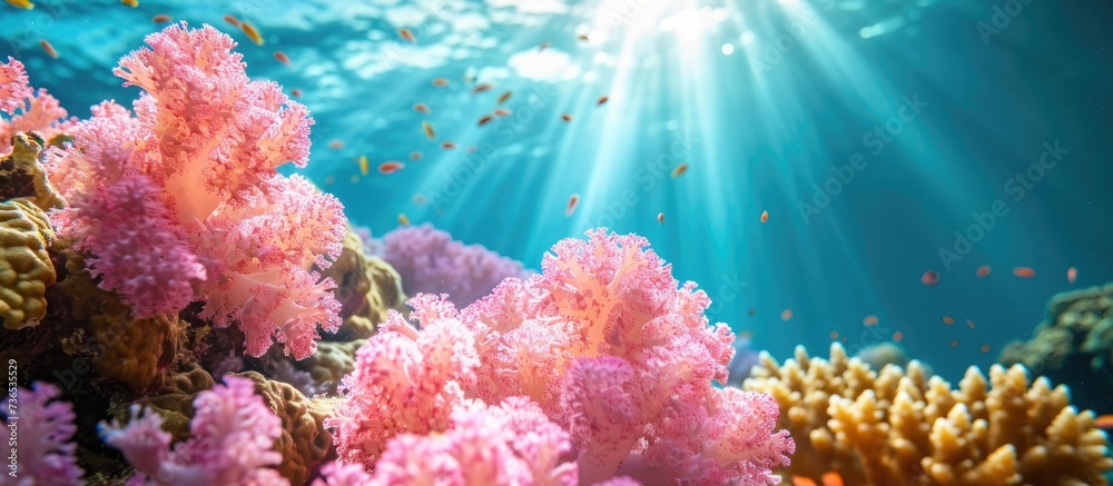 Pink hard coral (Acropora Nasuta) on a tropical reef, underwater scene. - obrazy, fototapety, plakaty 