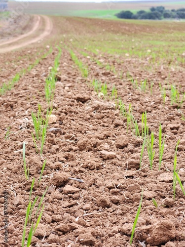 wheat seedlings growing in the ground, closeup of photo