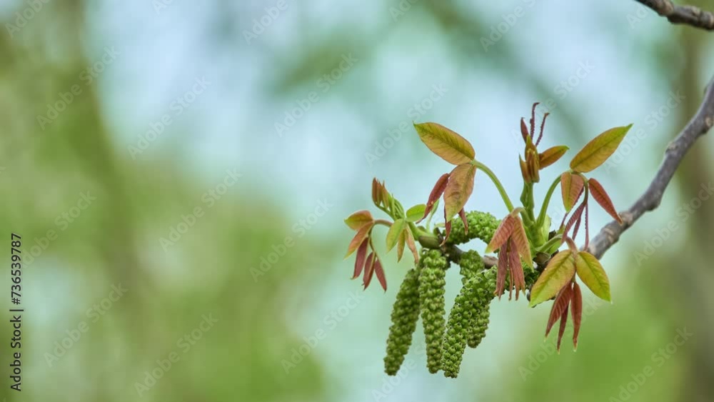 Walnut flowering. Juglans regia, Persian, English, Carpathian or Madeira walnut, or especially in Great Britain, common walnut, is Old World Walnut flowering. Juglans regia, Persian, English, Carpathian or Madeira walnut, or especially in Great Britain, common walnut, is Old World
