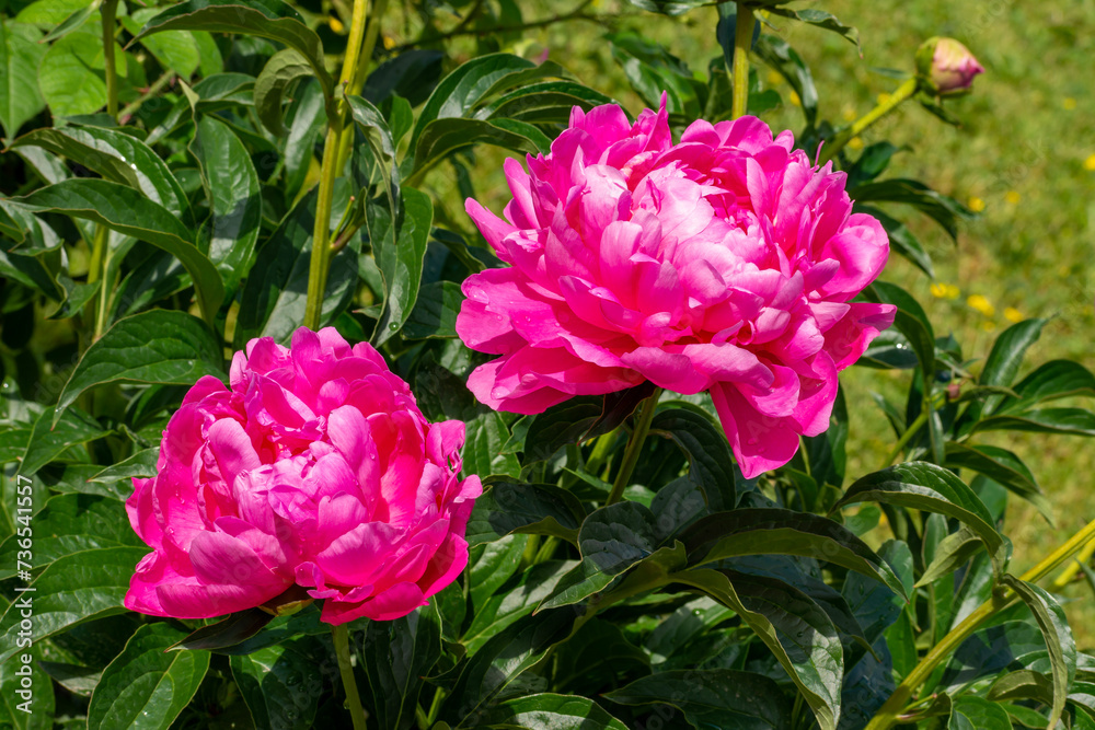 Fototapeta premium Pink peonies in full bloom in summer
