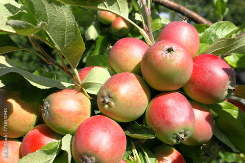 Tableau sur toile Green and red apples. Plenty of fruit from the apple tree.