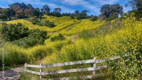 Mustard plants on rolling hills.