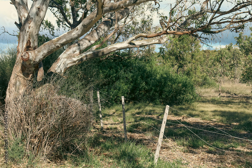 australian eucalyptus tree in field and storm clouds